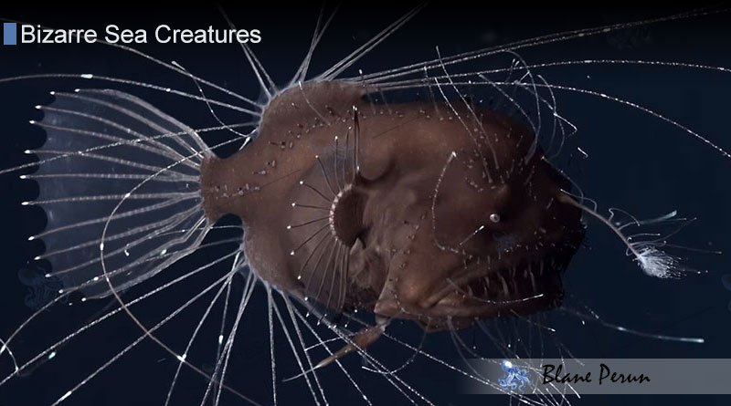 Deep Sea Anglerfish Bizarre Sea Creatures