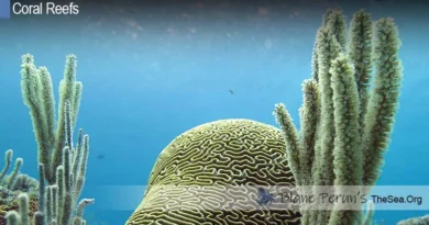 Destruction of Coral Reefs in Jamaica Blane Peruns TheSea.Org