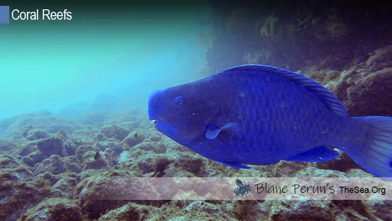 Difference Between Barrier Reef and Atoll Reef Blane Peruns TheSea.Org