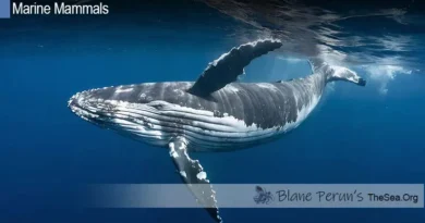 Do Humpbacks Whales Travel in Pods Blane Peruns TheSea.Org