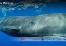 Do Sperm Whales Eat Sharks