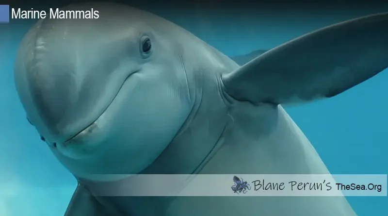 Dolphin Bones • Blane Perun's TheSea.Org