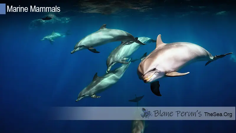 Dolphins Blane Peruns TheSea.Org