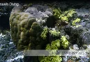 Dravuni Fiji Dive Blane Peruns TheSea.Org