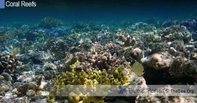 Famous Atoll Reefs Blane Peruns TheSea.Org