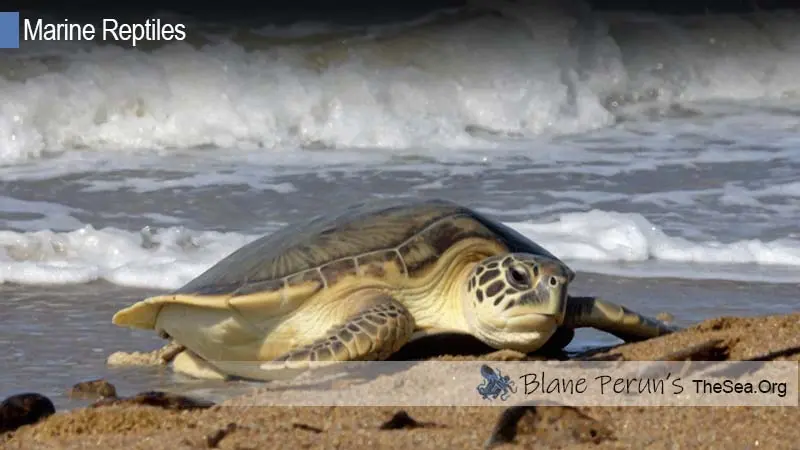 Flatback Sea Turtle Blane Peruns TheSea.Org