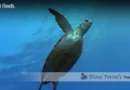 Florida Coral Reef Ecosystem Blane Peruns TheSea.Org