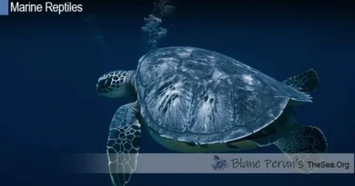 Giant Sea Turtle Facts Blane Peruns TheSea.Org