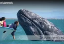 Gray Whale Blane Peruns TheSea.Org