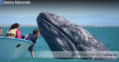 Gray Whale Blane Peruns TheSea.Org