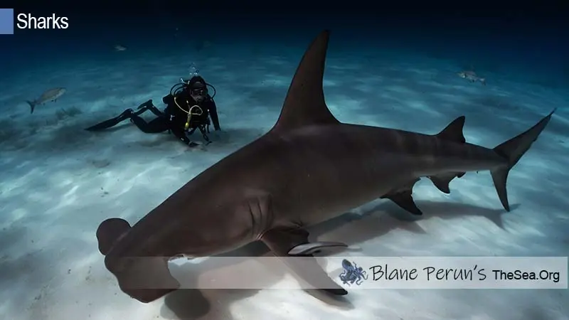 Great Hammerhead Shark Blane Peruns TheSea.Org