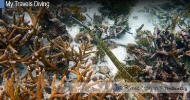 Guadalupe Dive Blane Peruns TheSea.Org