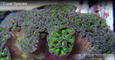 Hammer Coral