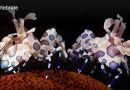 Harlequin Reef Shrimp