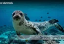 Hawaiian Monk Seal Lifespan Blane Peruns TheSea.Org