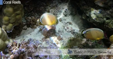 How Does Dynamite Fishing Affect The Coral Reef Blane Peruns TheSea.Org