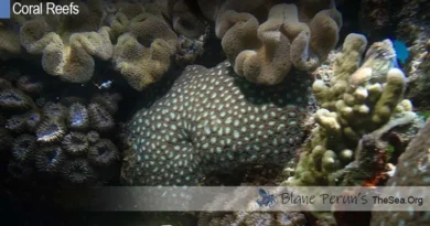 How Have Coral Reefs Changed Over Time Blane Peruns TheSea.Org