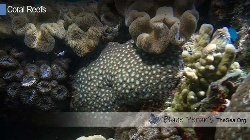 How Have Coral Reefs Changed Over Time Blane Peruns TheSea.Org