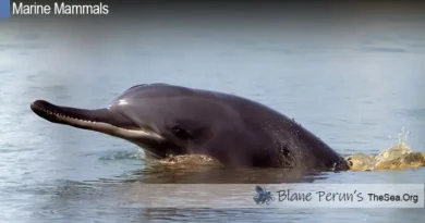 How Long Are Dolphins Pregnant Blane Peruns TheSea.Org