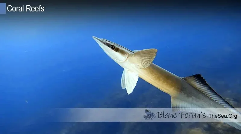 How Many Atolls Reefs In The Marshall Islands • Blane Perun's TheSea.Org