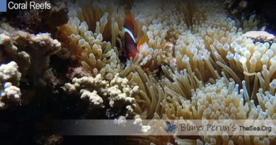 How Much Of The Ocean Is A Coral Reef Blane Peruns TheSea.Org