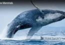 Humpback Whale Blane Peruns TheSea.Org