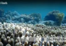 Importance Of Coral Reefs In The Marine Ecosystem Blane Peruns TheSea.Org