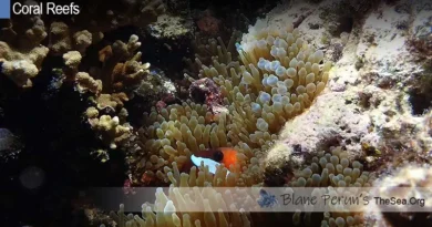 In What Environment Do Coral Reefs Form Blane Peruns TheSea.Org