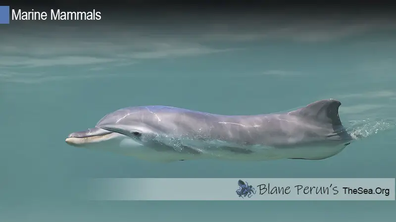 Indo Pacific Humpback Dolphin Blane Peruns TheSea.Org