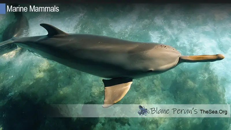 La Plata Dolphin Blane Peruns TheSea.Org