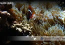 Lautoka Fiji Dive Blane Peruns TheSea.Org