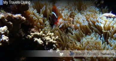 Lautoka Fiji Dive Blane Peruns TheSea.Org