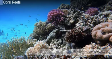 Lighthouse Reef Atoll Belize Blane Peruns TheSea.Org