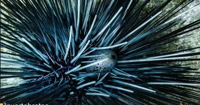 Long-Spined Urchin Long-Spined Urchin