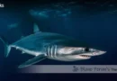 Longfin Mako Shark Blane Peruns TheSea.Org