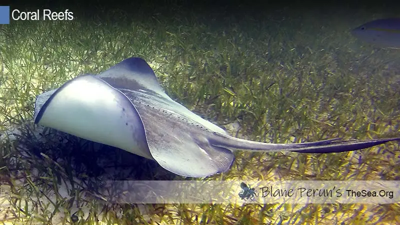 Maldives Coral Reef Bleaching Blane Peruns TheSea.Org