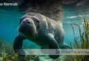 Manatee Habitat Blane Peruns TheSea.Org