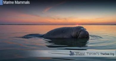 Manatee Lifespan Blane Peruns TheSea.Org