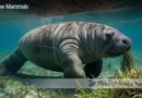 Manatee Teeth Blane Peruns TheSea.Org