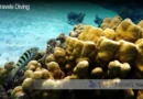 Moorea Tahiti Dive Blane Peruns TheSea.Org