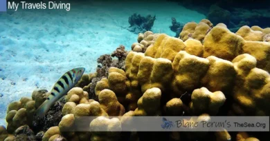 Moorea Tahiti Dive Blane Peruns TheSea.Org