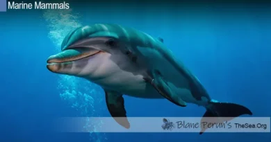 Oceanic Dolphin Blane Peruns TheSea.Org