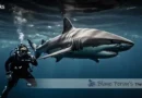 Oceanic Whitetip Shark Blane Peruns TheSea.Org