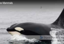 Orca Killer Whale Blane Peruns TheSea.Org