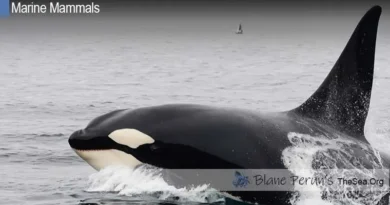 Orca Killer Whale Blane Peruns TheSea.Org