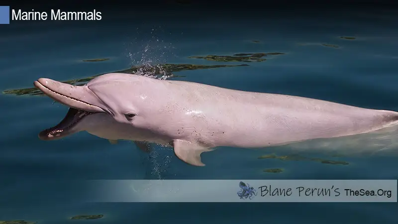 Orinoco River Dolphin Blane Peruns TheSea.Org
