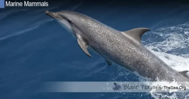 Pantropical Spotted Dolphin Blane Peruns TheSea.Org