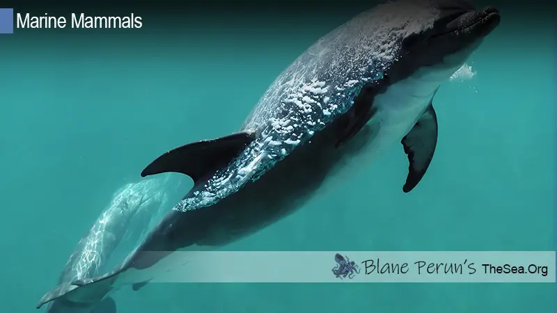 Peales Dolphin Blane Peruns TheSea.Org