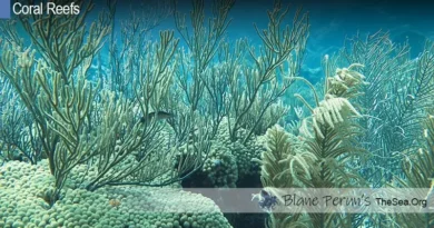 Philippines Coral Reef Conservation Blane Peruns TheSea.Org