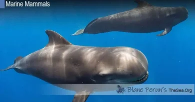 Pilot Whale Blane Peruns TheSea.Org